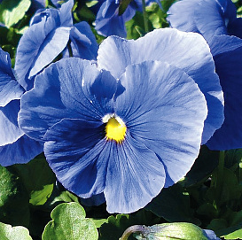 Виола Виттрока 'Матрикс Лайт Блю' (светло - синяя)