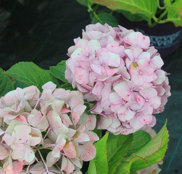 Гортензия крупнолистная 'Форевер энд Эвер'