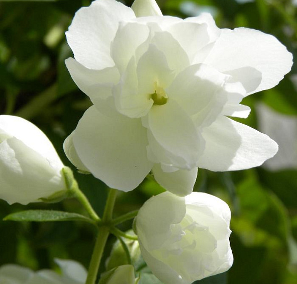 Чубушник 'Инносенс'