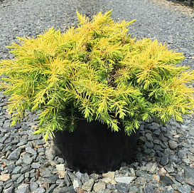 Можжевельник прибрежный 'Олл Голд'