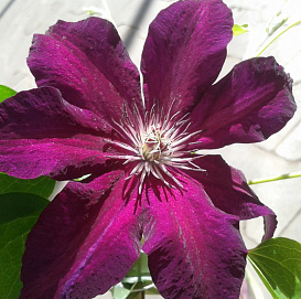 Клематис крупноцветковый 'Монте Казино'