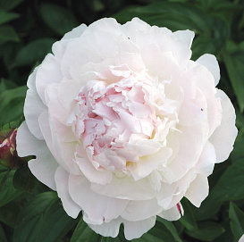 Пион молочноцветковый 'Ла Марш' (белый)