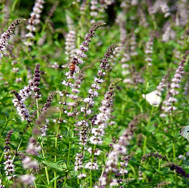 Мята садовая