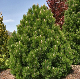 Сосна гельдрейха (боснийская, белокорая) 'Малинки'