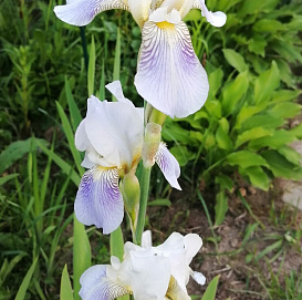 Ирис германский (бородатый) 'Аргентеа' 