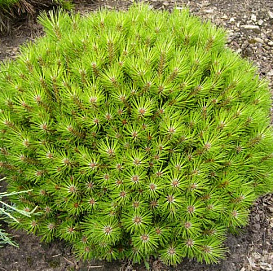 Сосна черная 'Бамбино'