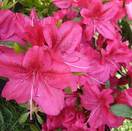 Рододендрон японский (азалия) 'Джордж Арендс' (розовый)