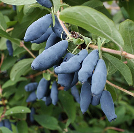 Жимолость съедобная 'Космическая'