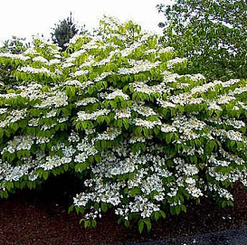 Калина складчатая