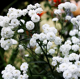 Тысячелистник птармика 'Маршмеллоу'