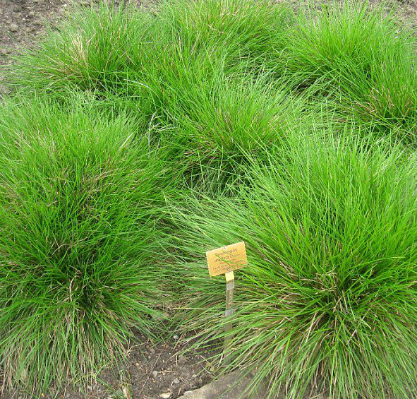 Луговик дернистый (щучка)