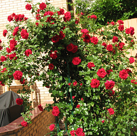 Роза 'Симпатия' (плетистая) (красная)