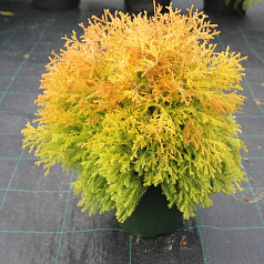 Туя западная 'Фаер Чиф'