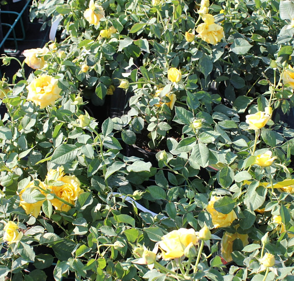 Роза 'Мальта' (чайно-гибридная) (желтая)