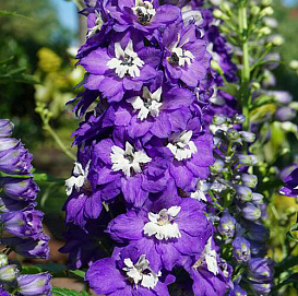 Дельфиниум (живокость) 'Дарк Блю Файт Би'