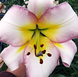 Лилия 'Бейджинг Мун' (бело - розовая)