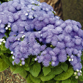 Агератум Хоустона 'Алоха Блю' (голубой)