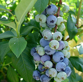 Голубика высокорослая 'Херберт'