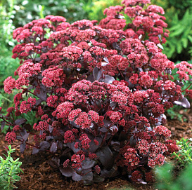 Седум гибридный (Очиток) 'Пурпур Эмперор'