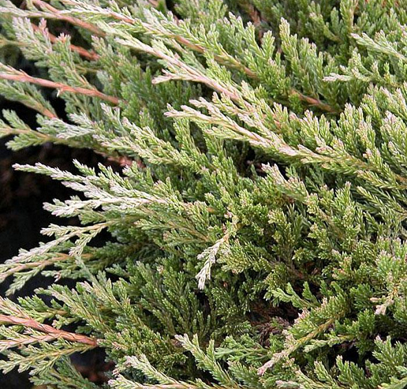 Можжевельник горизонтальный 'Принц оф Уэльс'