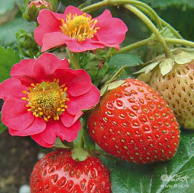 Земляника (клубника) 'Всемирный Дебют'