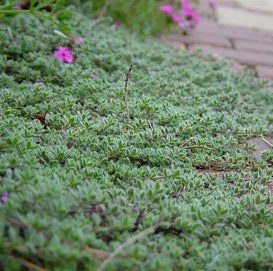 Тимьян ложнопушистый 'Вули'