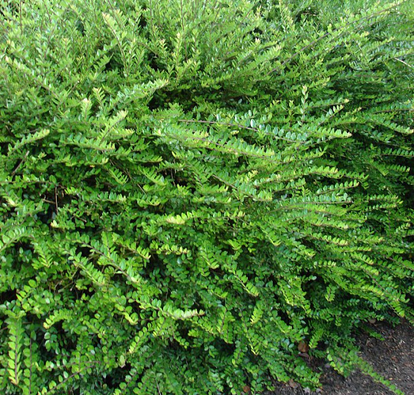 Жимолость блестящая 'Элегант'