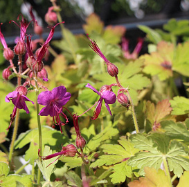 Герань крупнокорневищная 'Цзакор'