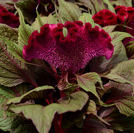 Целозия серебристая гребенчатая 'Дракула Ред'