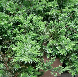 Можжевельник прибрежный 'Блу Пасифик'