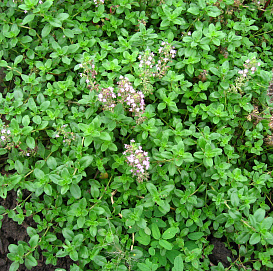 Тимьян (медок, овощной) ползучий