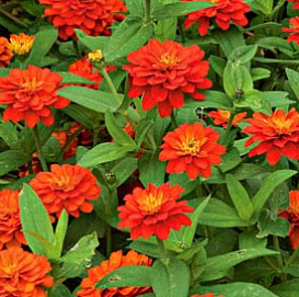 Цинния мариландская 'Захара Фаер' (оранжевая)