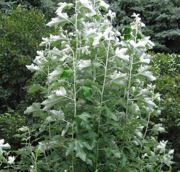 Тополь белый