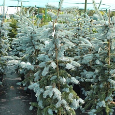 Ель колючая 'Хупси'