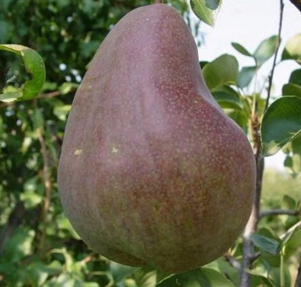 Груша 'Брянская красавица'