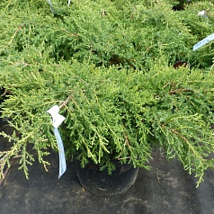 Можжевельник пфитцериана 'Голд Стар'