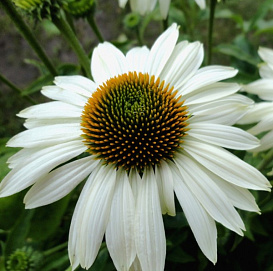 Эхинацея пурпурная 'Примадонна Уайт'