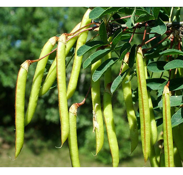 Акация (карагана) древовидная