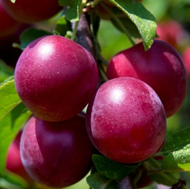 Слива китайская 'Красный шар'