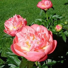 Пион молочноцветковый 'Пинк Гаваиан Корал' (коралово-розовый)