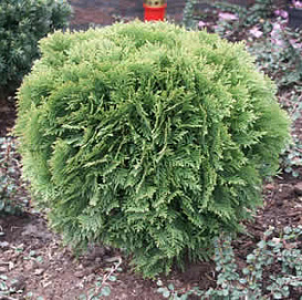 Туя западная 'Даника'