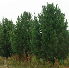 Сосна кедровая корейская