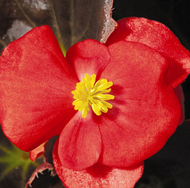 Бегония изящная 'Найтлайф Ред'