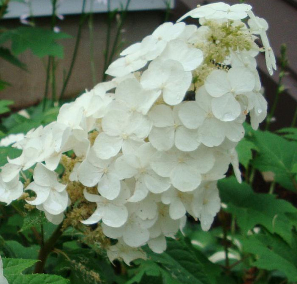 Гортензия дуболистная 'Сноу Квин'