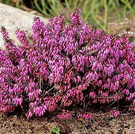 Эрика дарленская 'Крамерс Рот'