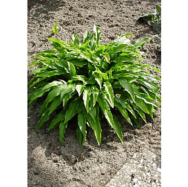 Хоста гибридная (вздутая, волнистая) 'Грин Бэг'