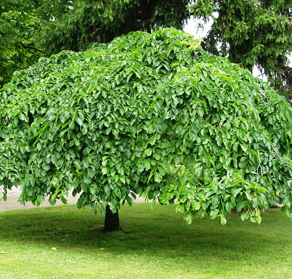 Вяз шершавый 'Пендула'