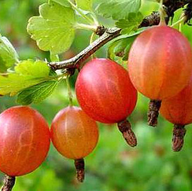 Крыжовник 'Ласковый'