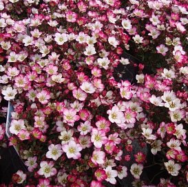 Камнеломка Арендса 'Альпино Эрли Пикоти'