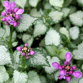 Яснотка крапчатая 'Стерлинг Силвер'